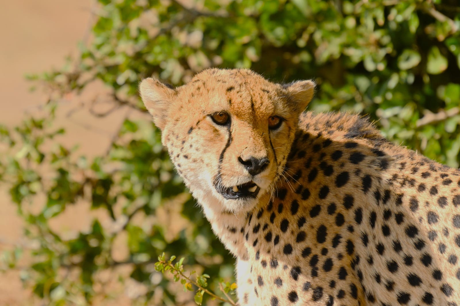 Night Game Drives In Ruaha